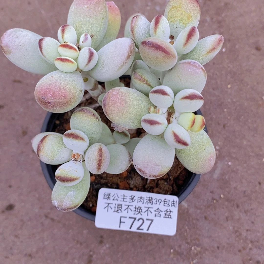 乒乓福娘老桩有砍8cm727多肉植物