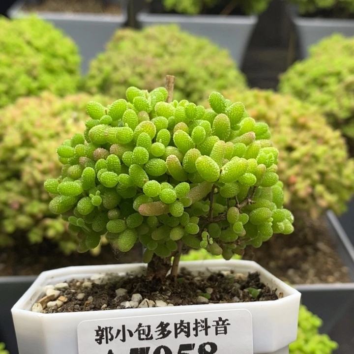 蜜橘糖球7058枝干番杏