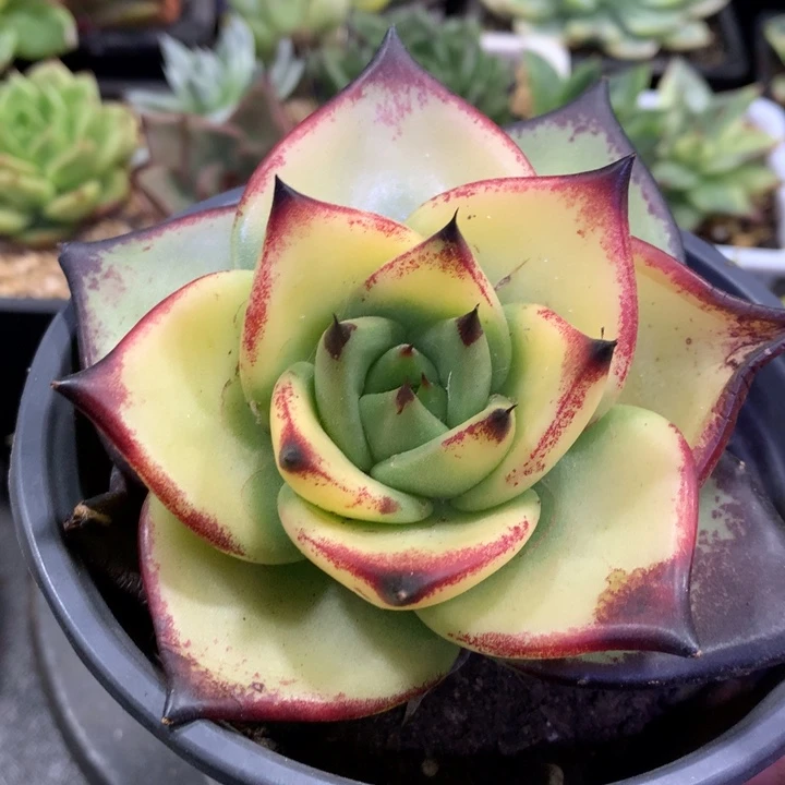 乌木黄金锦 多肉植物