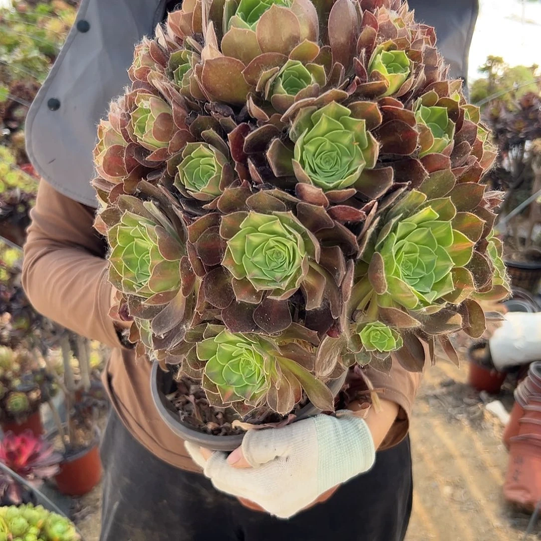 多肉植物韶秀中班