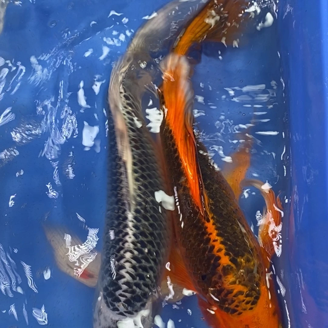锦鲤冷水锦鲤包邮