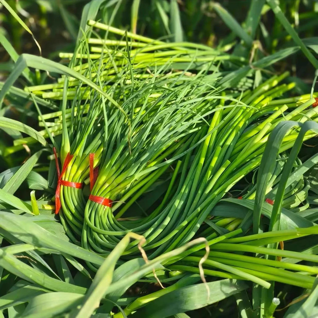 正宗苍山白帽蒜苔非红帽蒜苔产地直发