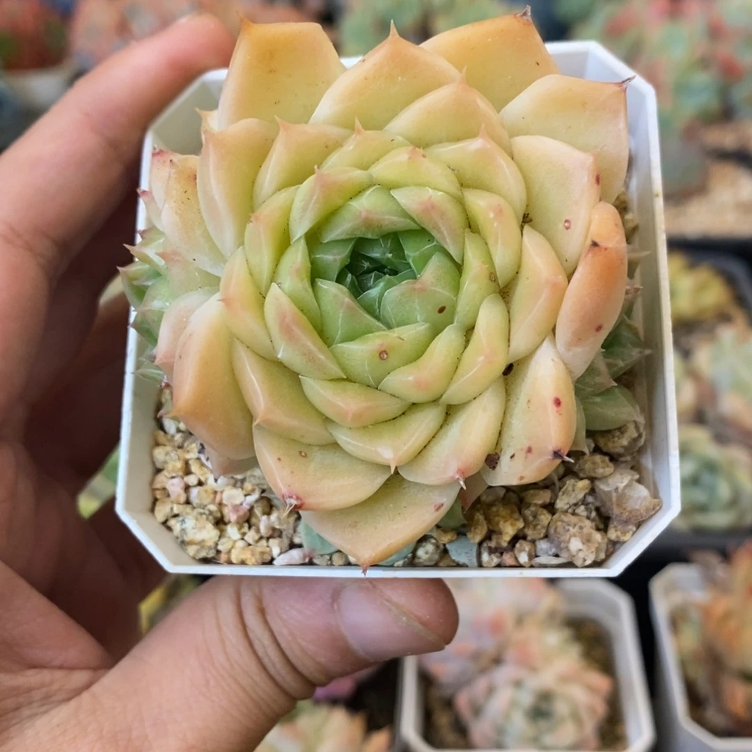 麦秆群生一物一拍