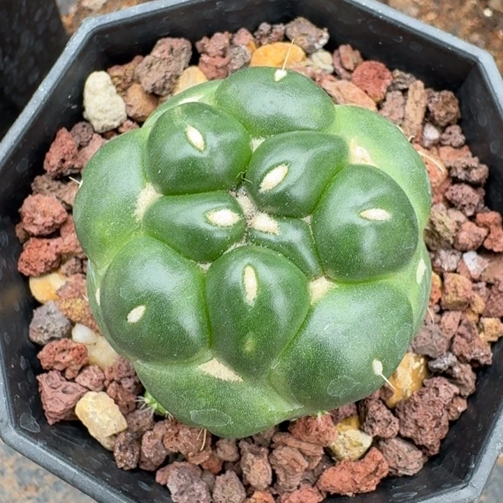 无刺象牙自根仙人球