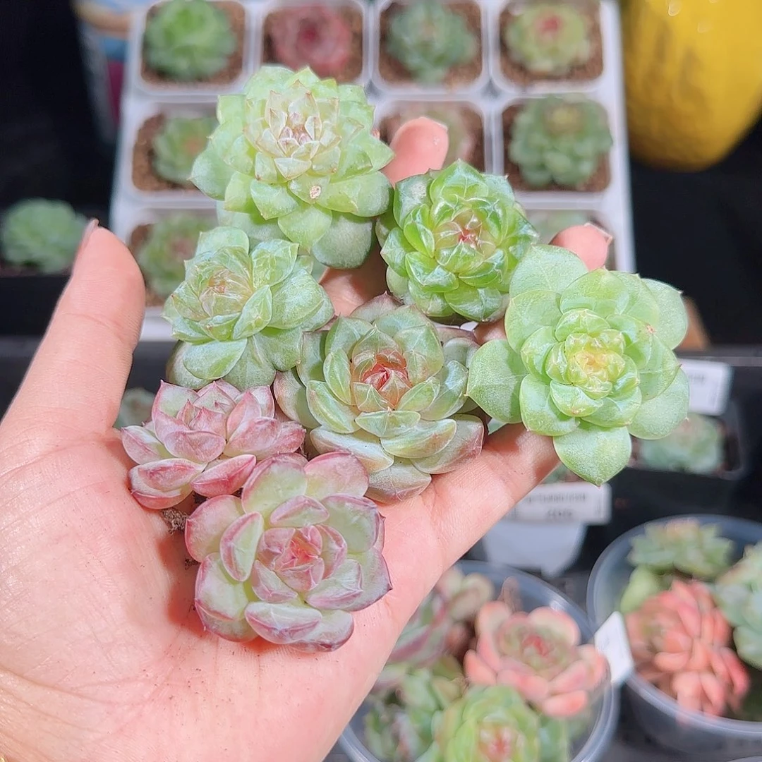 1006---211一物一拍