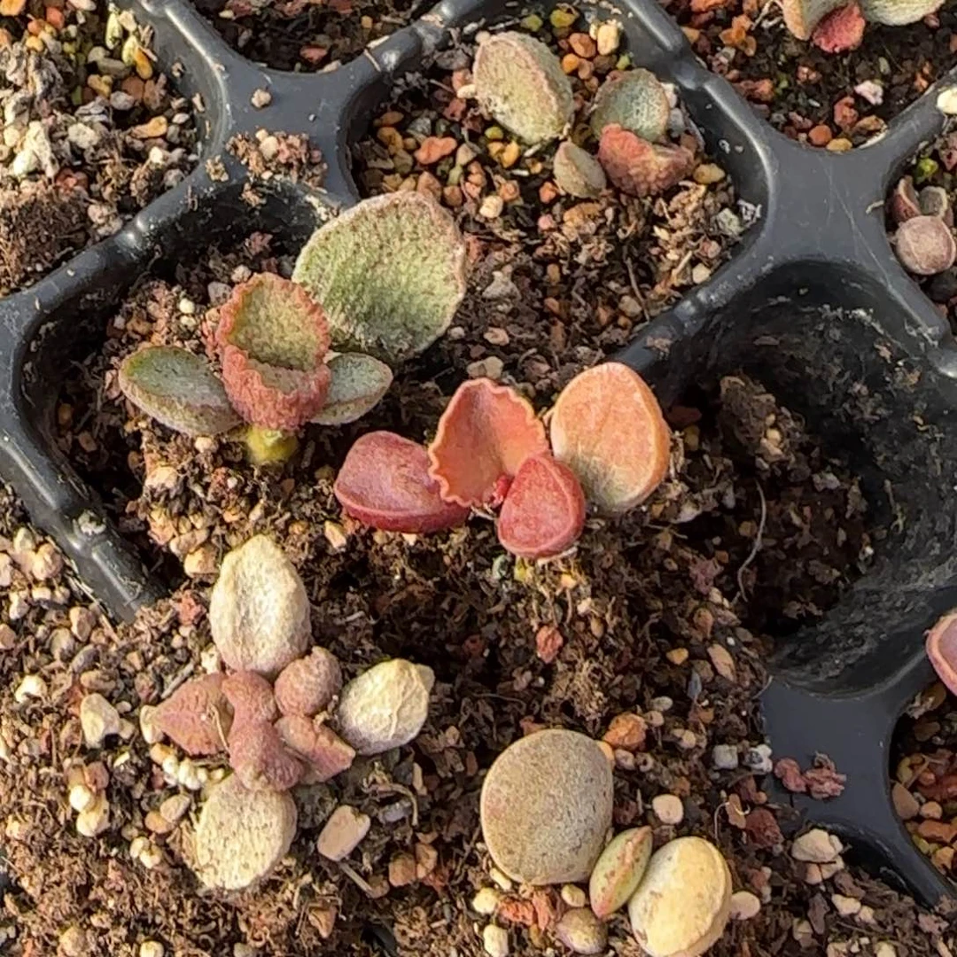 水泡多肉植物组合4棵