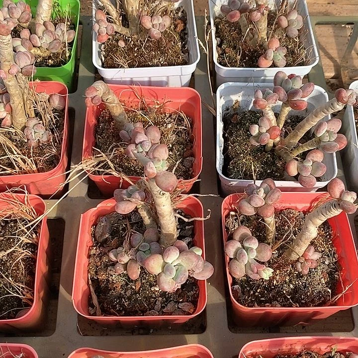 66苹果奶不售后 福利