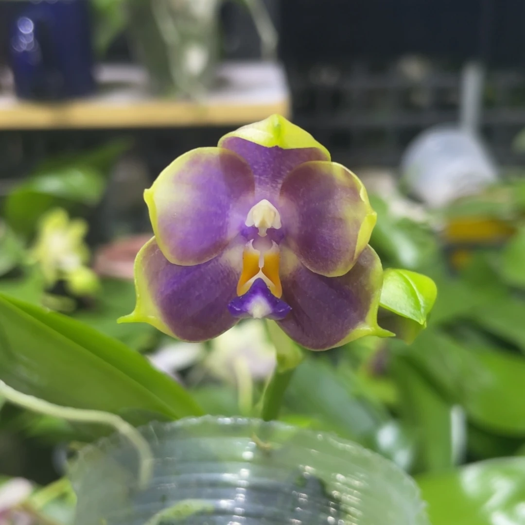 完全开放YW16，2.5杯开花株