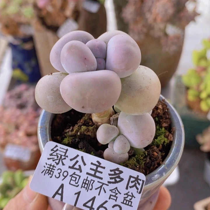 芭比奶洛5cm2462多肉