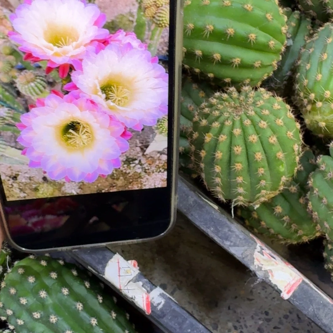 336毛河岸歪无根侧牙4公分左右，20包邮