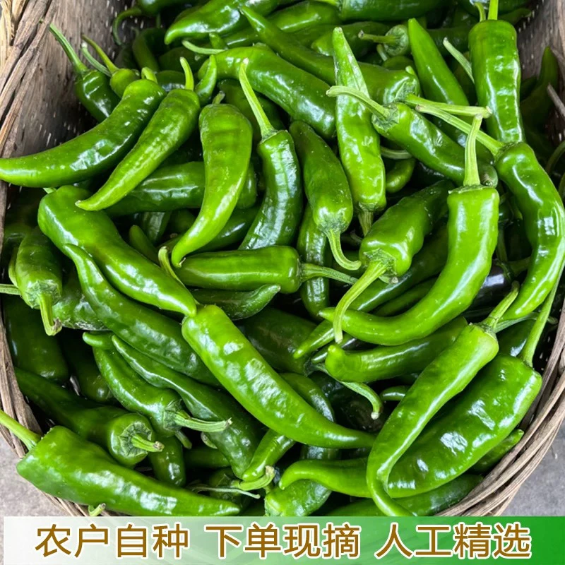 湖北本地土辣椒辣妹子现摘现发3斤／5斤装包邮新鲜辣椒