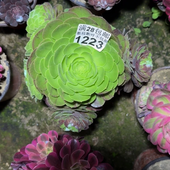 1223花月夜多肉植物