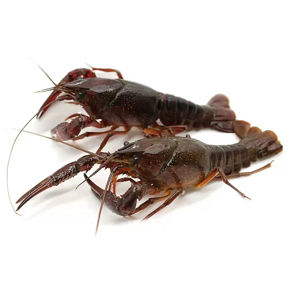 鲜活小龙虾（小青）2-3钱500g
