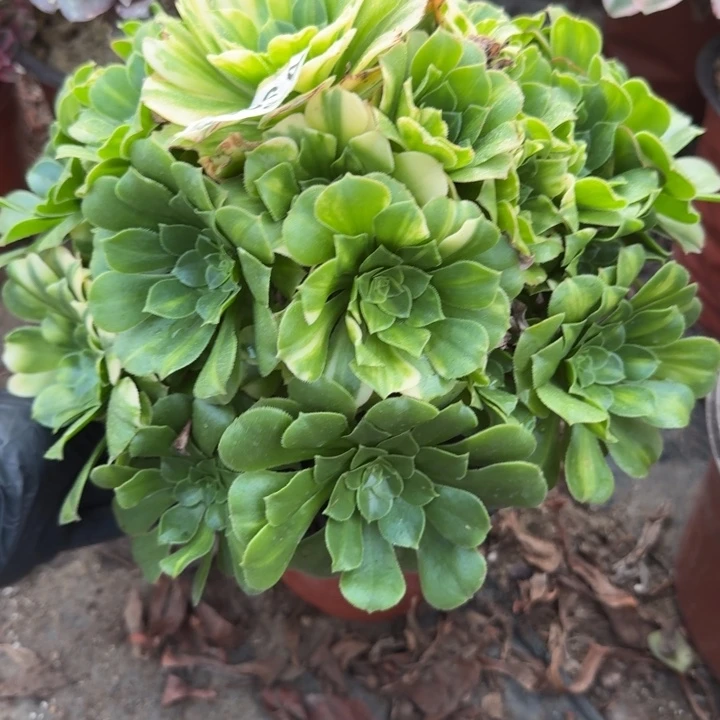 满20包邮发货912绿豆沙