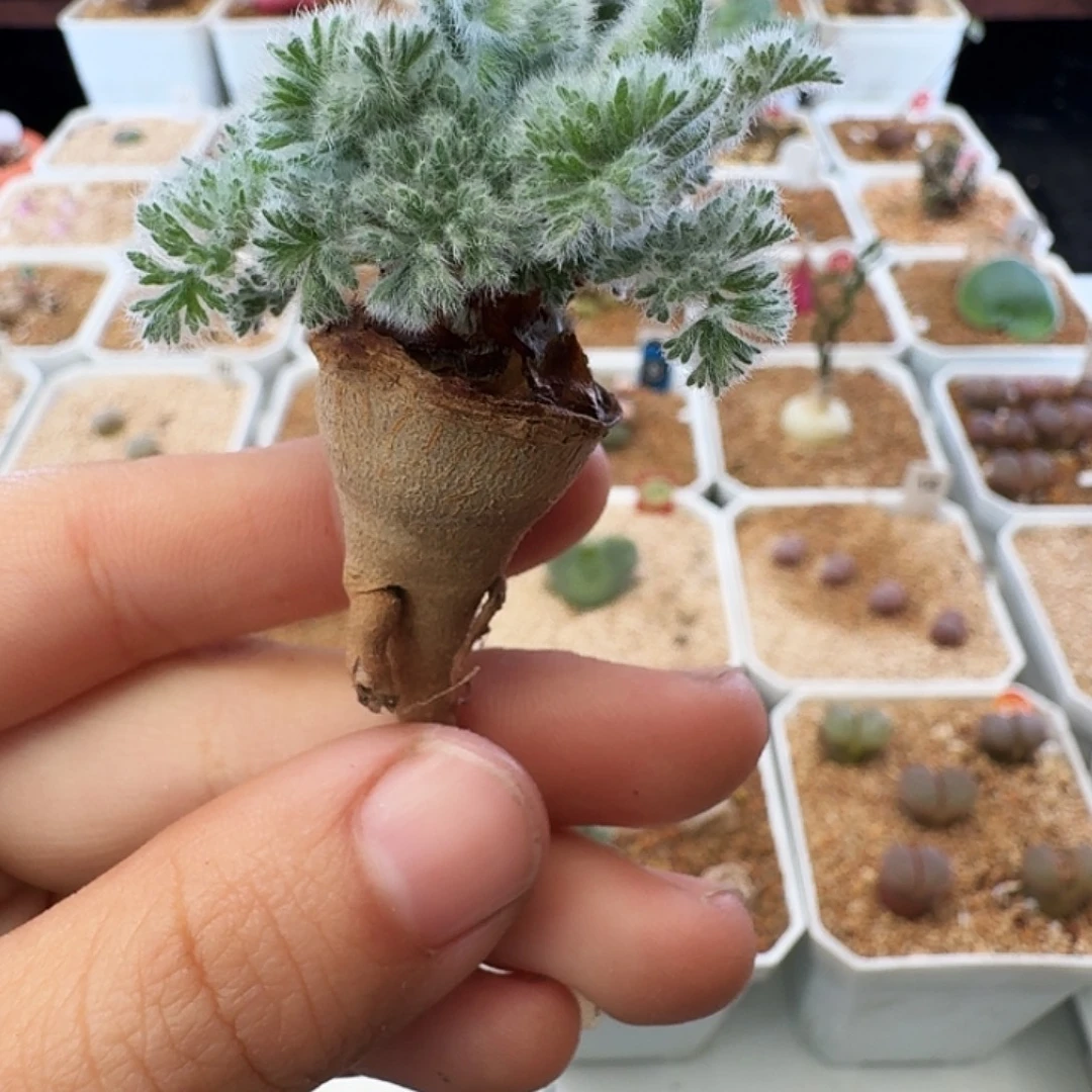 多肉植物福利肉锥201