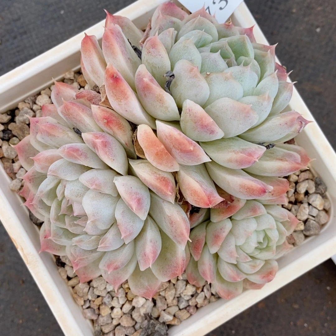 740杂交多肉老桩