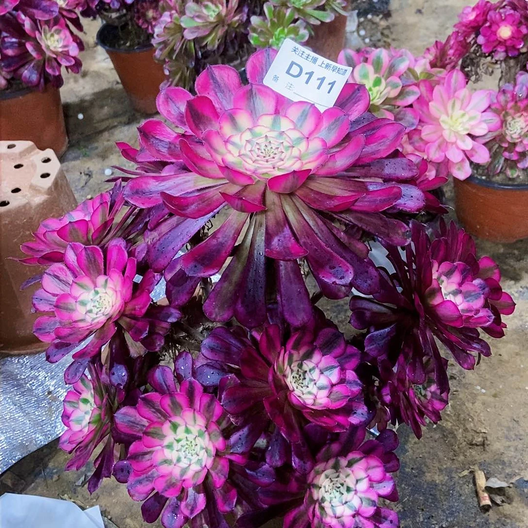 丫**姐多肉11100000000000000