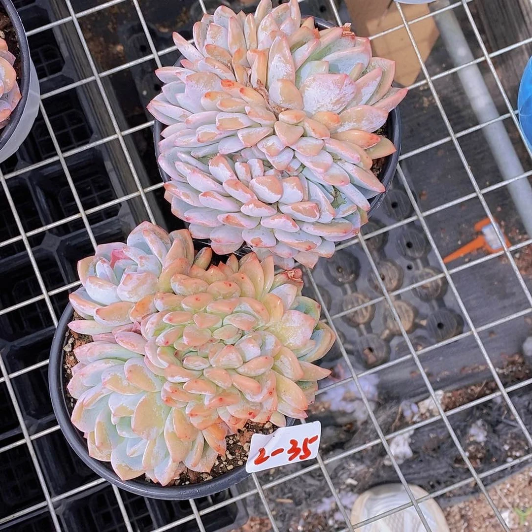 2-35- 福利梦露一颗 量拍