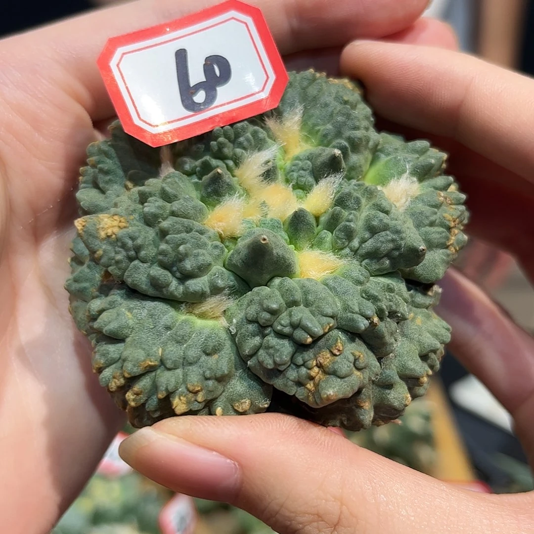 60号自根炸村好好怒涛牡丹微损