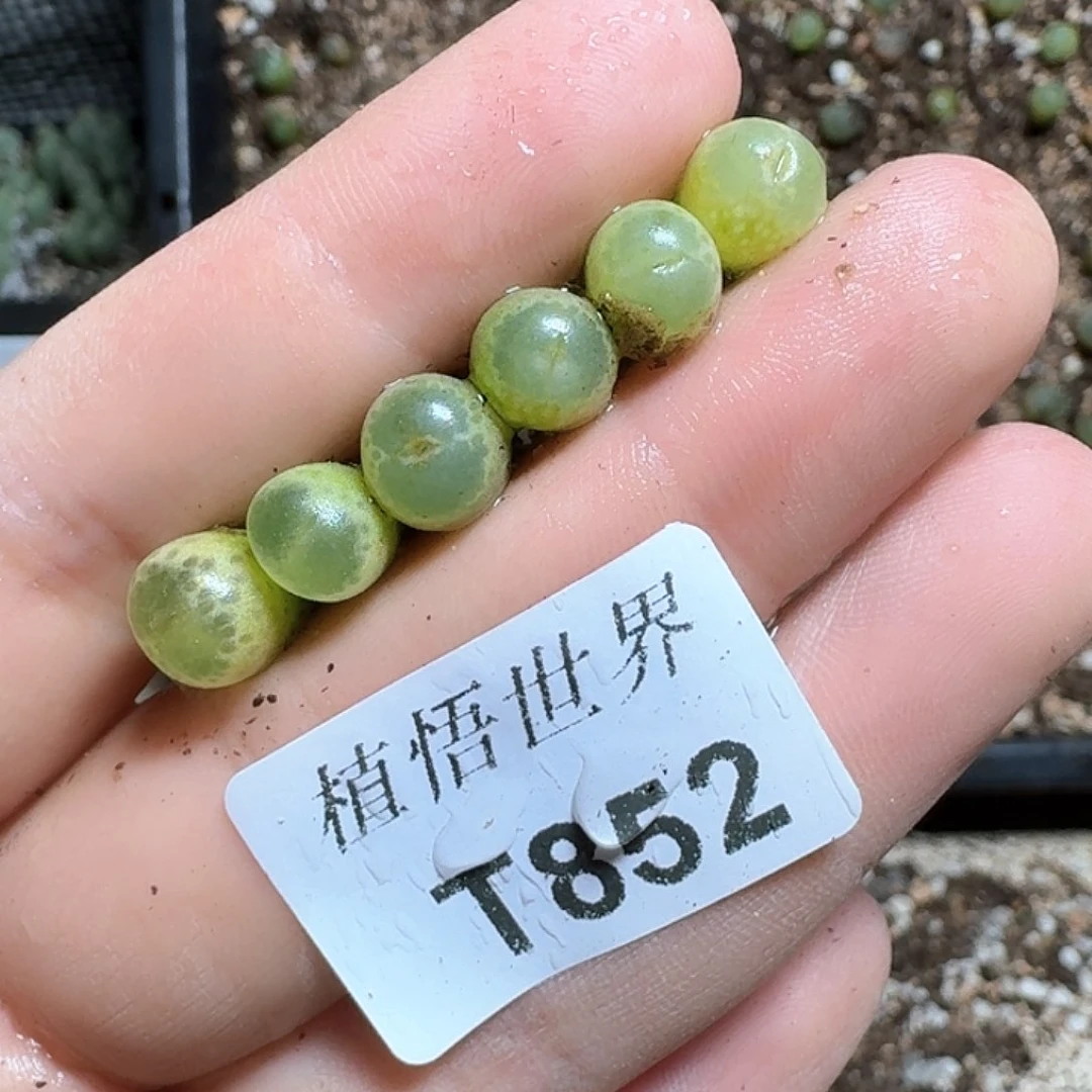 栖***方852号多肉植物哇cv