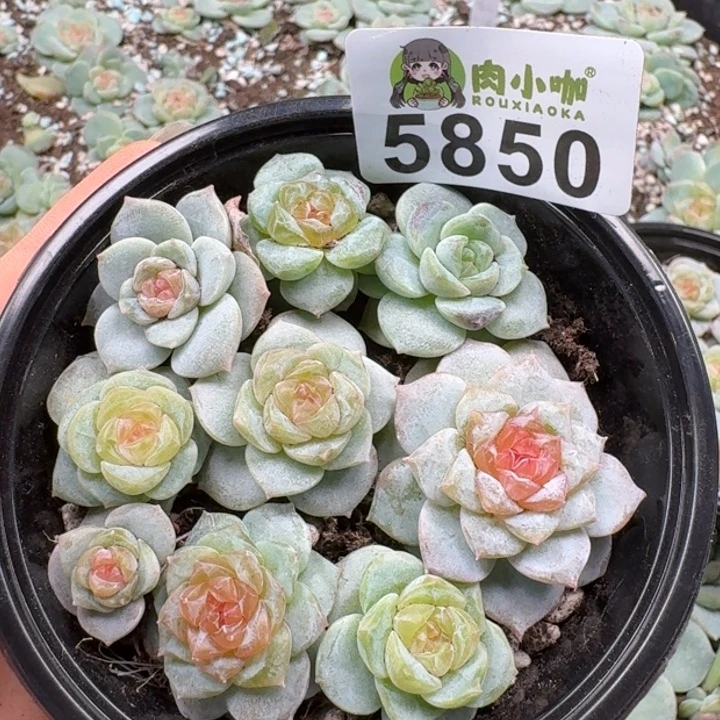 多肉植物多肉植物