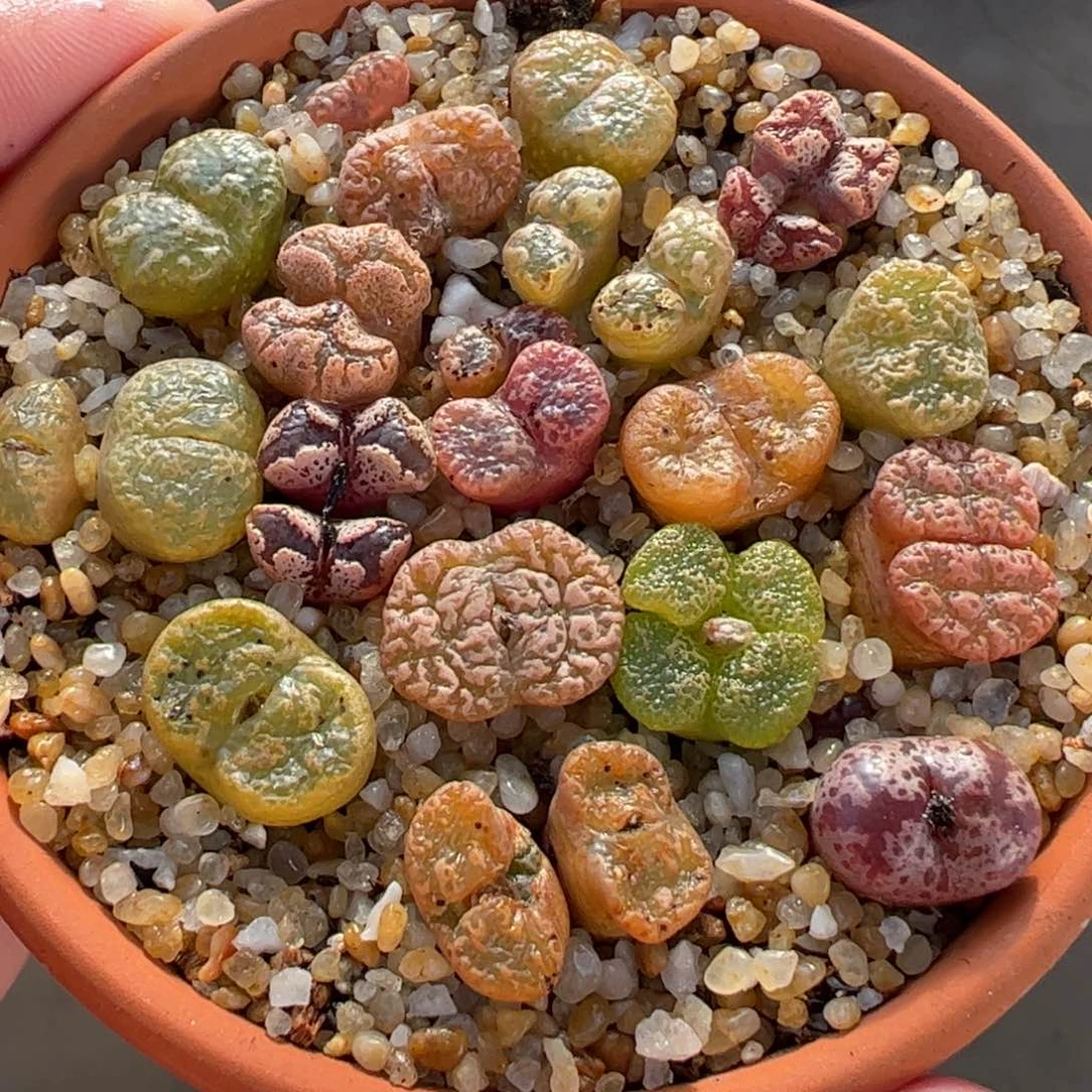 115多肉植物百科