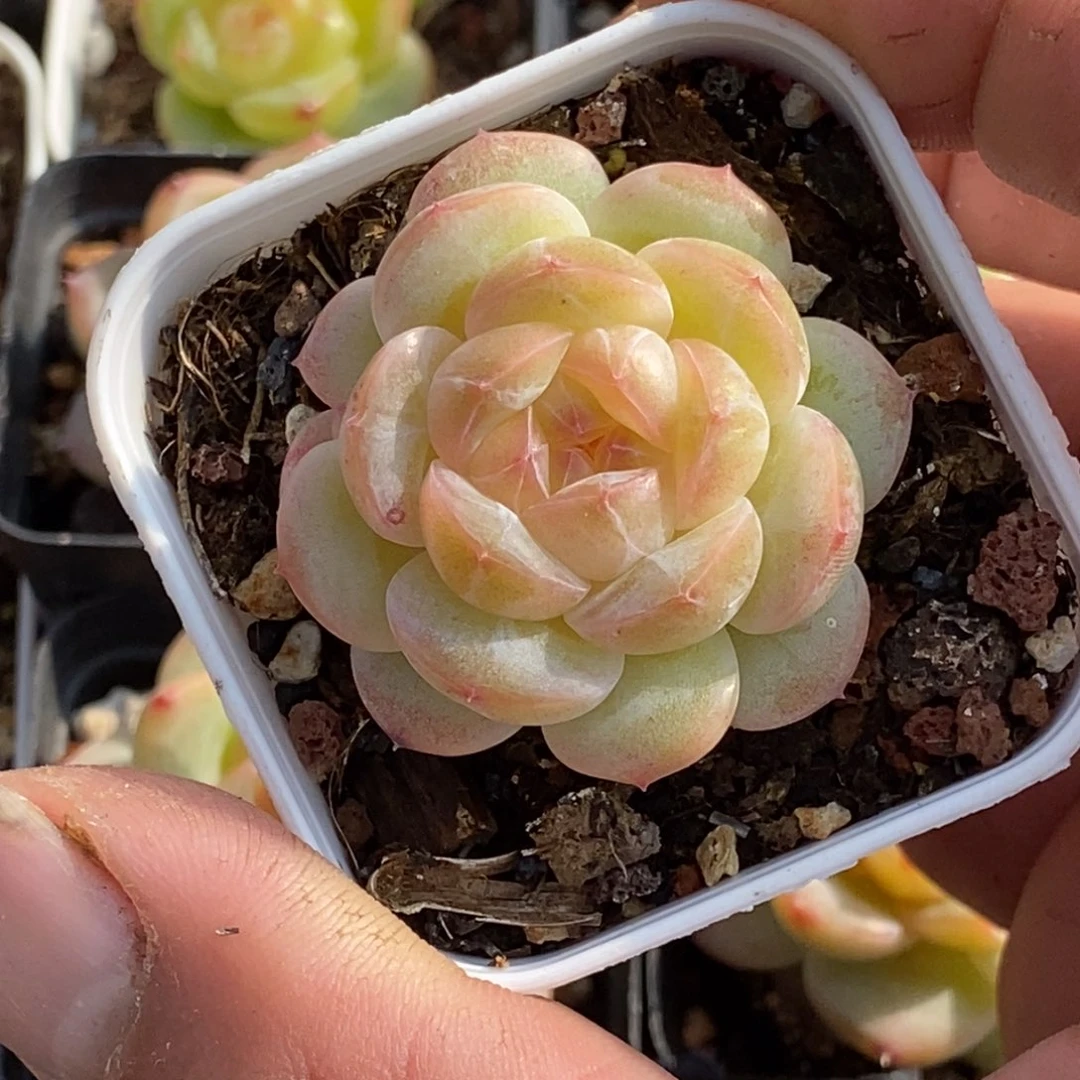 天官赐福百无禁忌