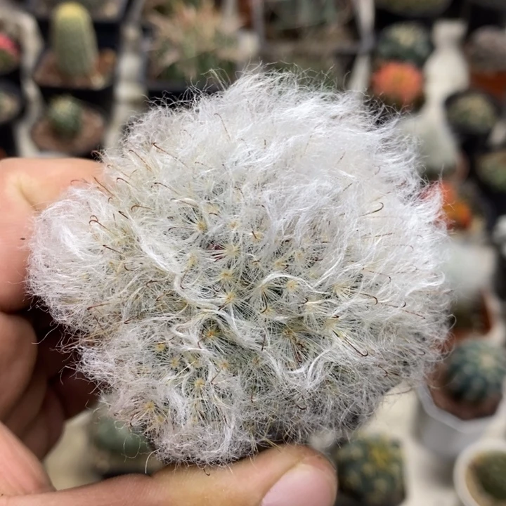 白云高沙特价福利