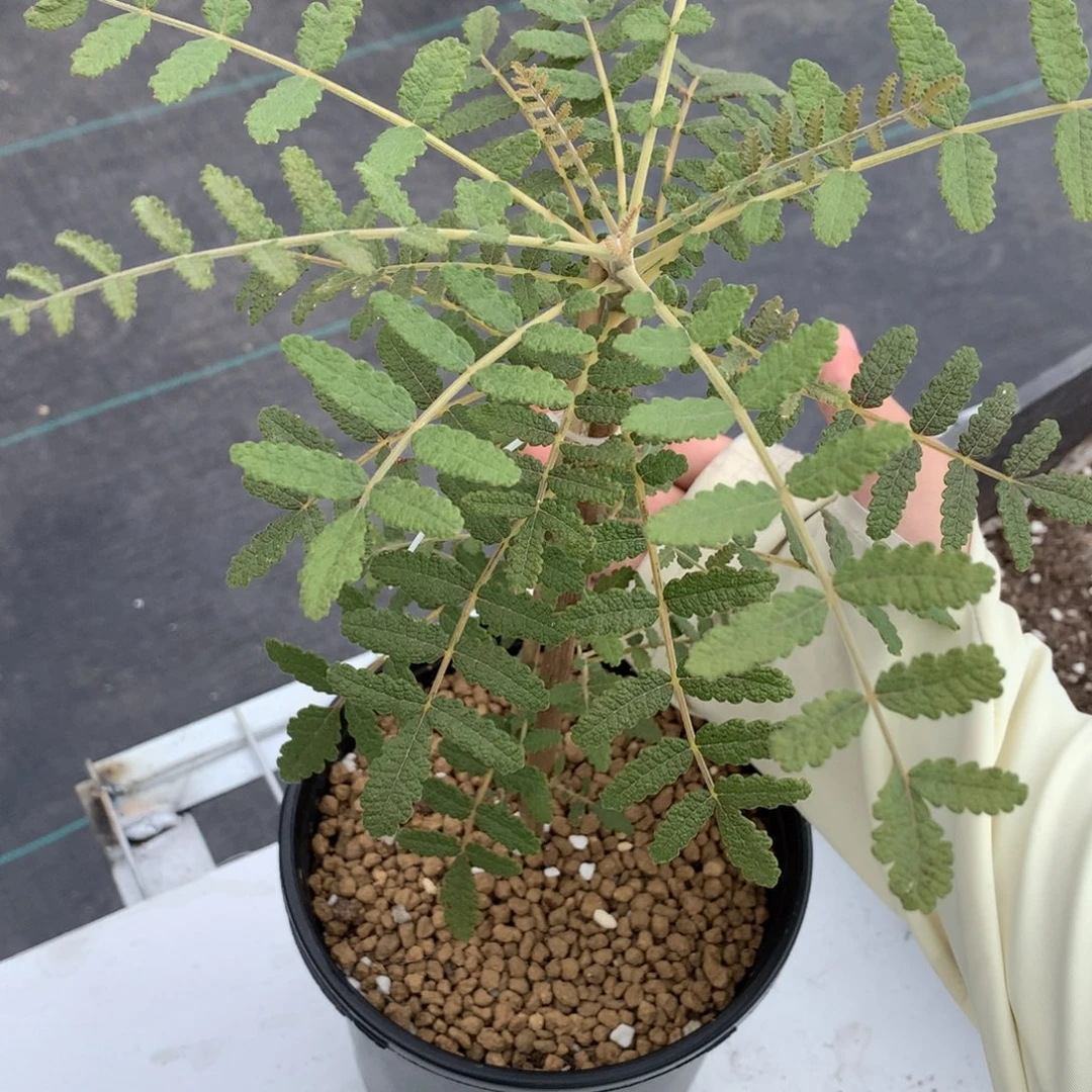 完全开放布拉塔乳香高压扦插