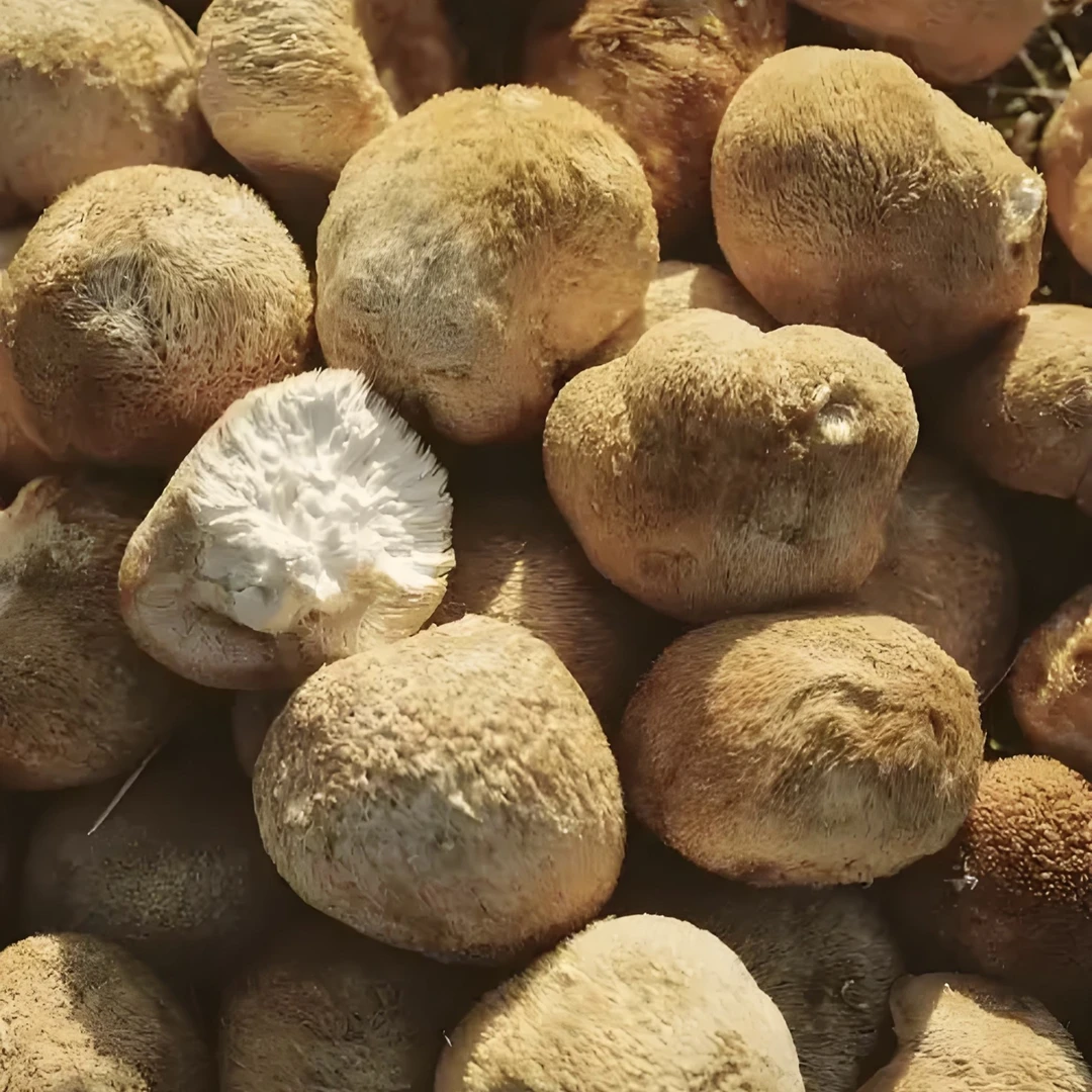 中缅好货   临时链接菇 工艺品