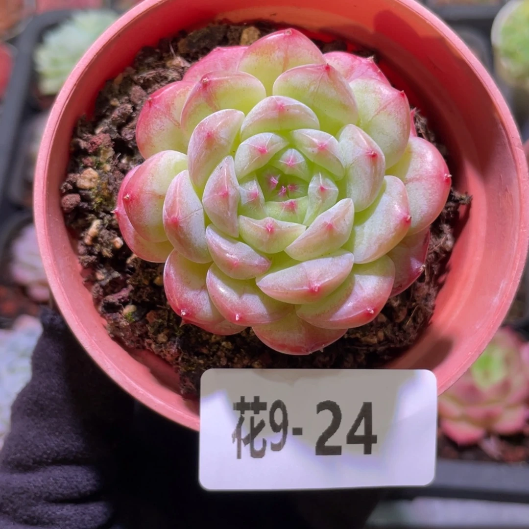 花利美9-24白桃汽水