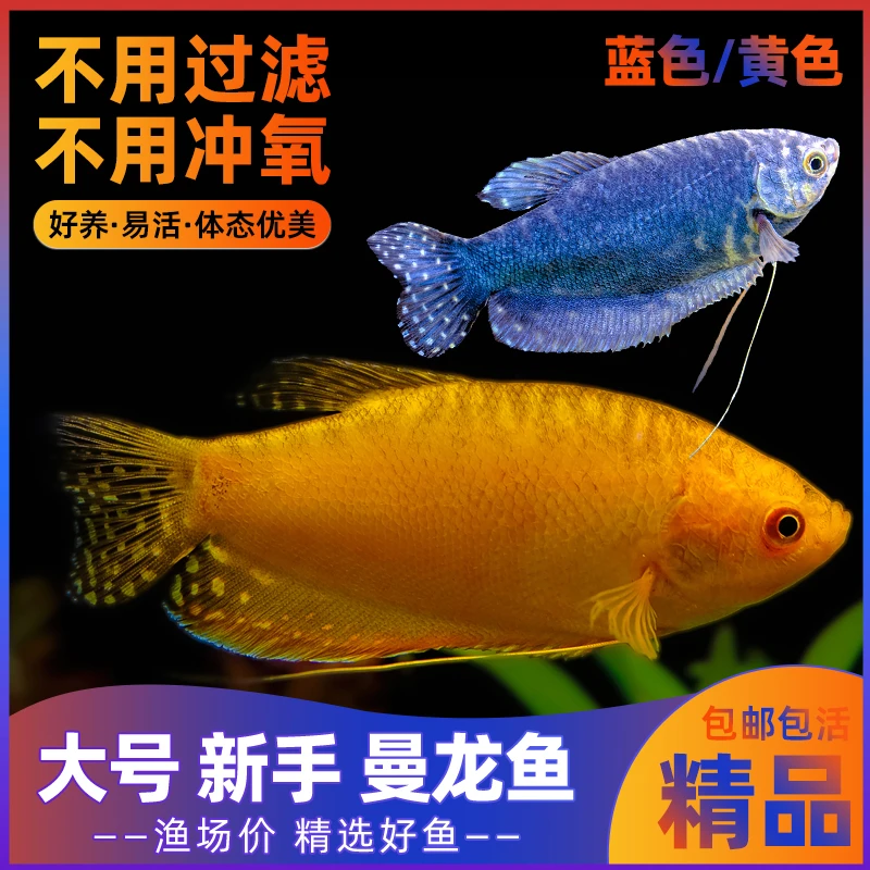 【4】4-6cm双色曼龙【3条】热带观赏鱼活体小型淡水鱼好养易活