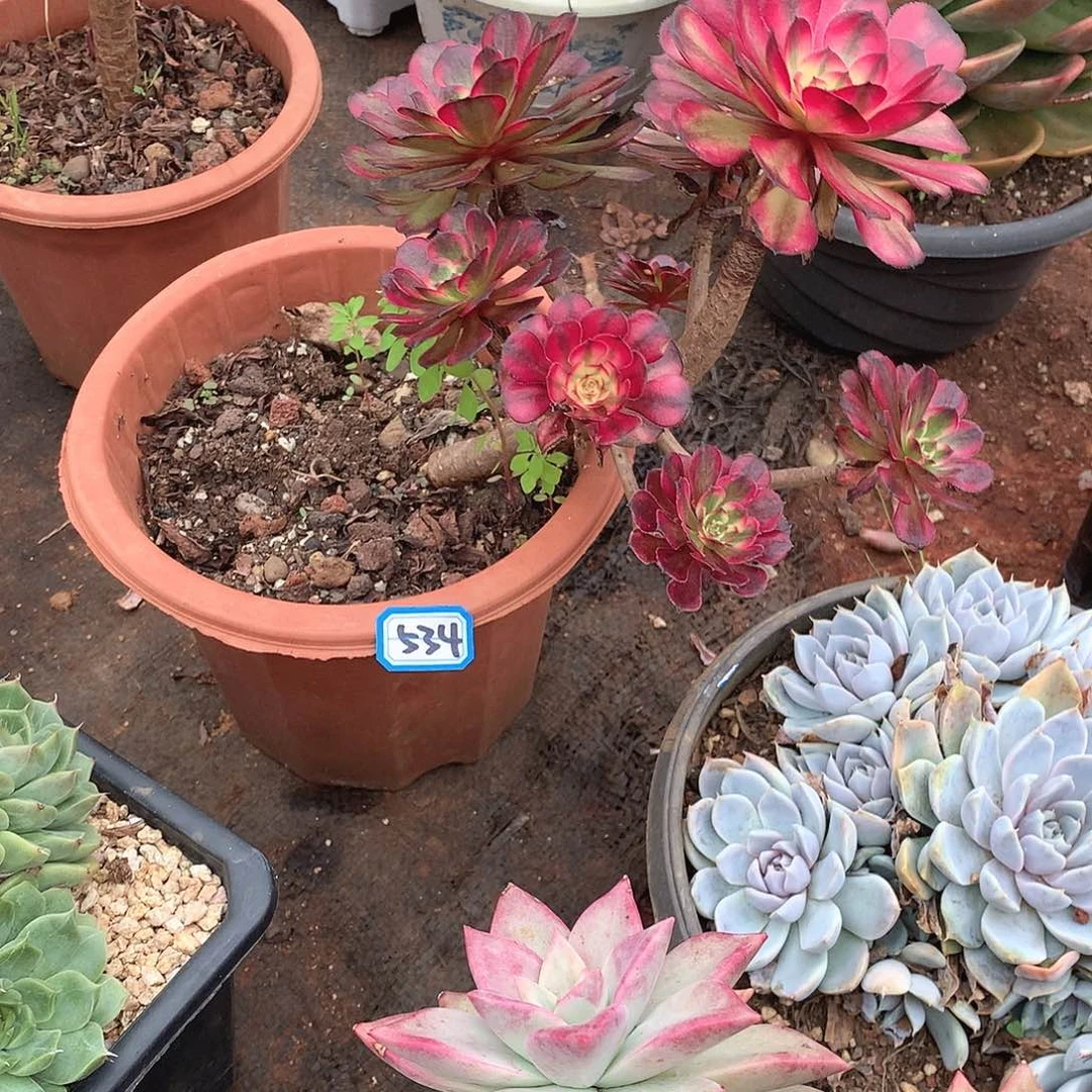 534法师一物一拍多肉