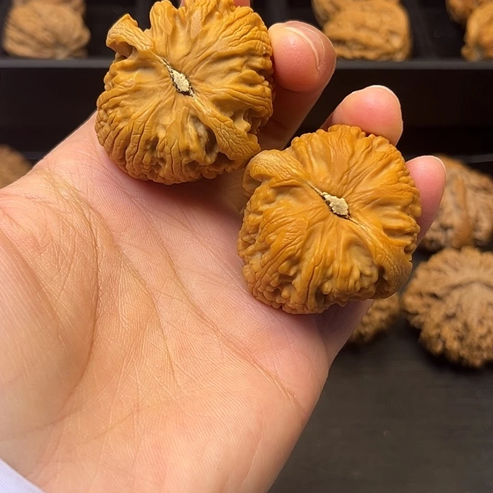 核桃秦岭突突突突突突4