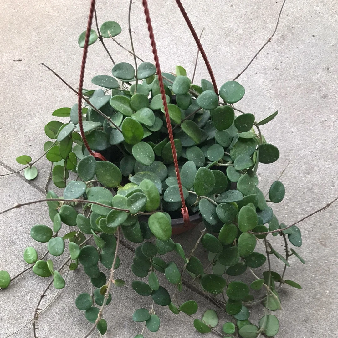 盆栽球兰杂交匍匐大苗球兰花好养吸开花机器丰花型球兰带香味