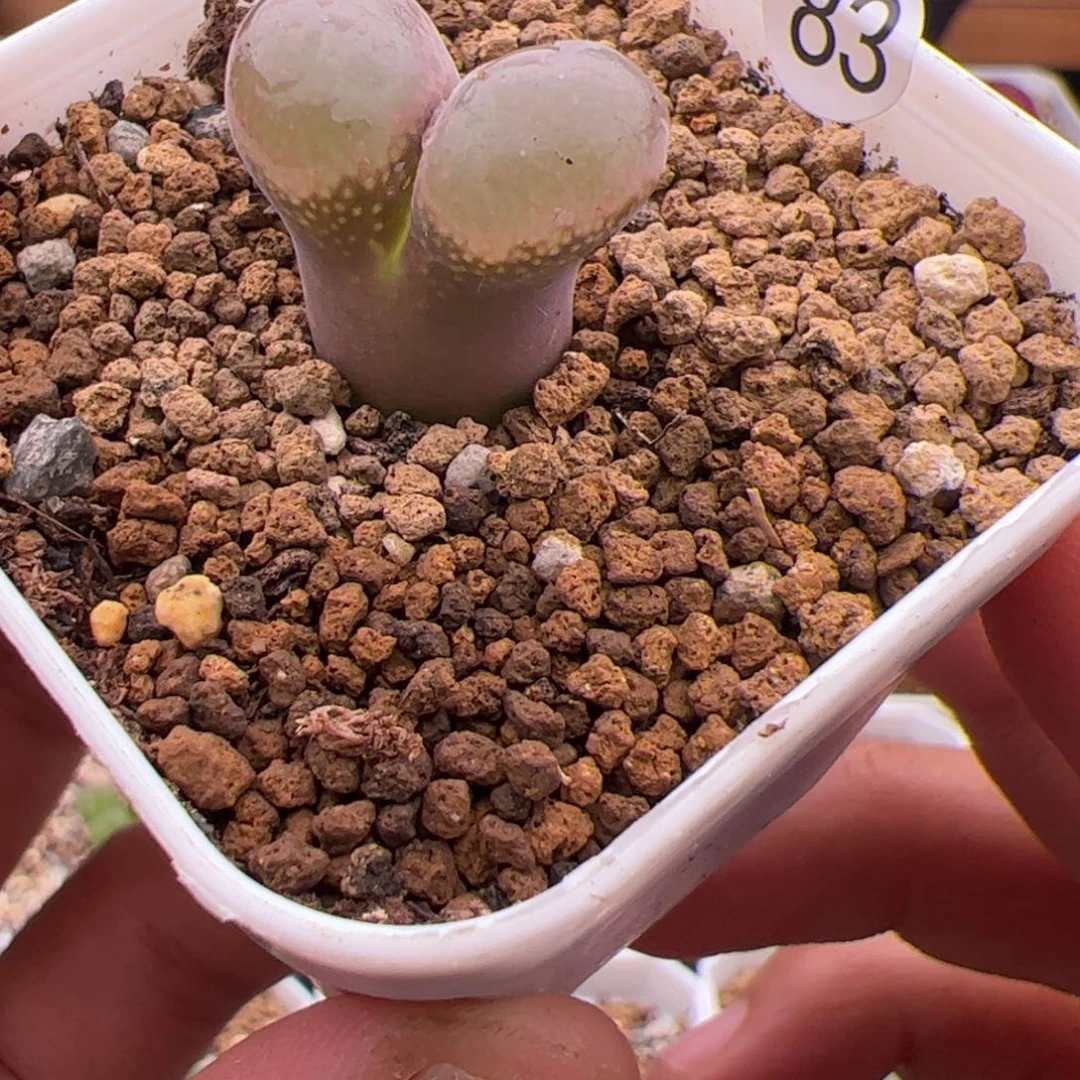 7.22大紫风铃多肉植物83