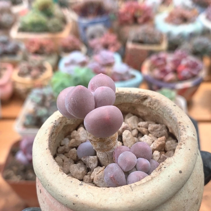 奶酪38包邮非偏远 004