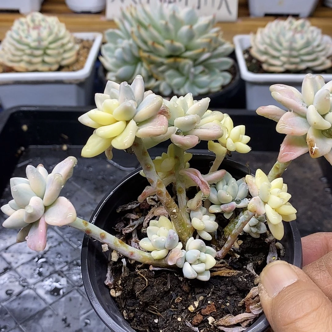 1050 奶酪蛋糕锦自然群 需延时发货