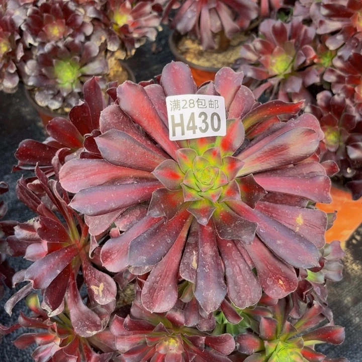 430多肉植物一物一拍