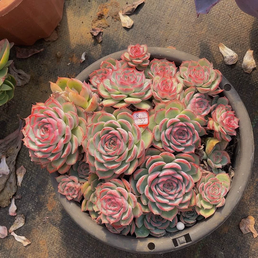 侧影48 群生多肉多肉