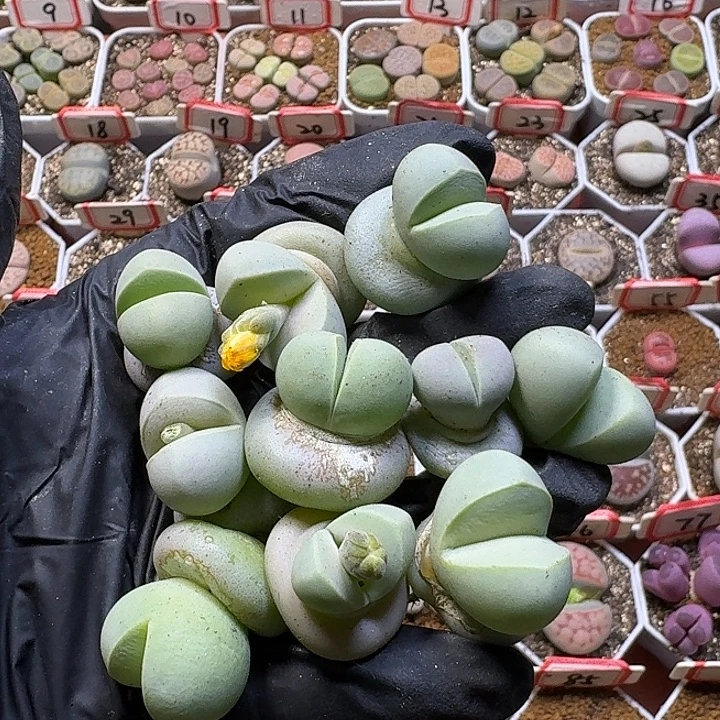 生石花2//。在。 55号