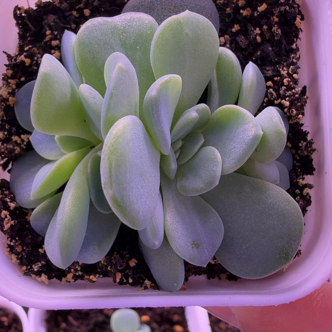 甜心2909帕帕拉恰