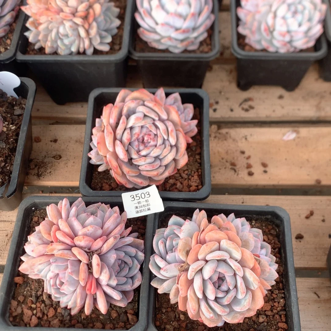 多头星影三颗无砍3503