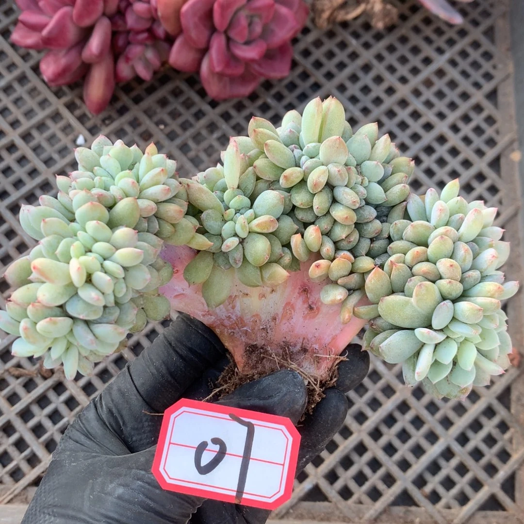 星影缀   底切07号新疆西藏内蒙古不包邮的