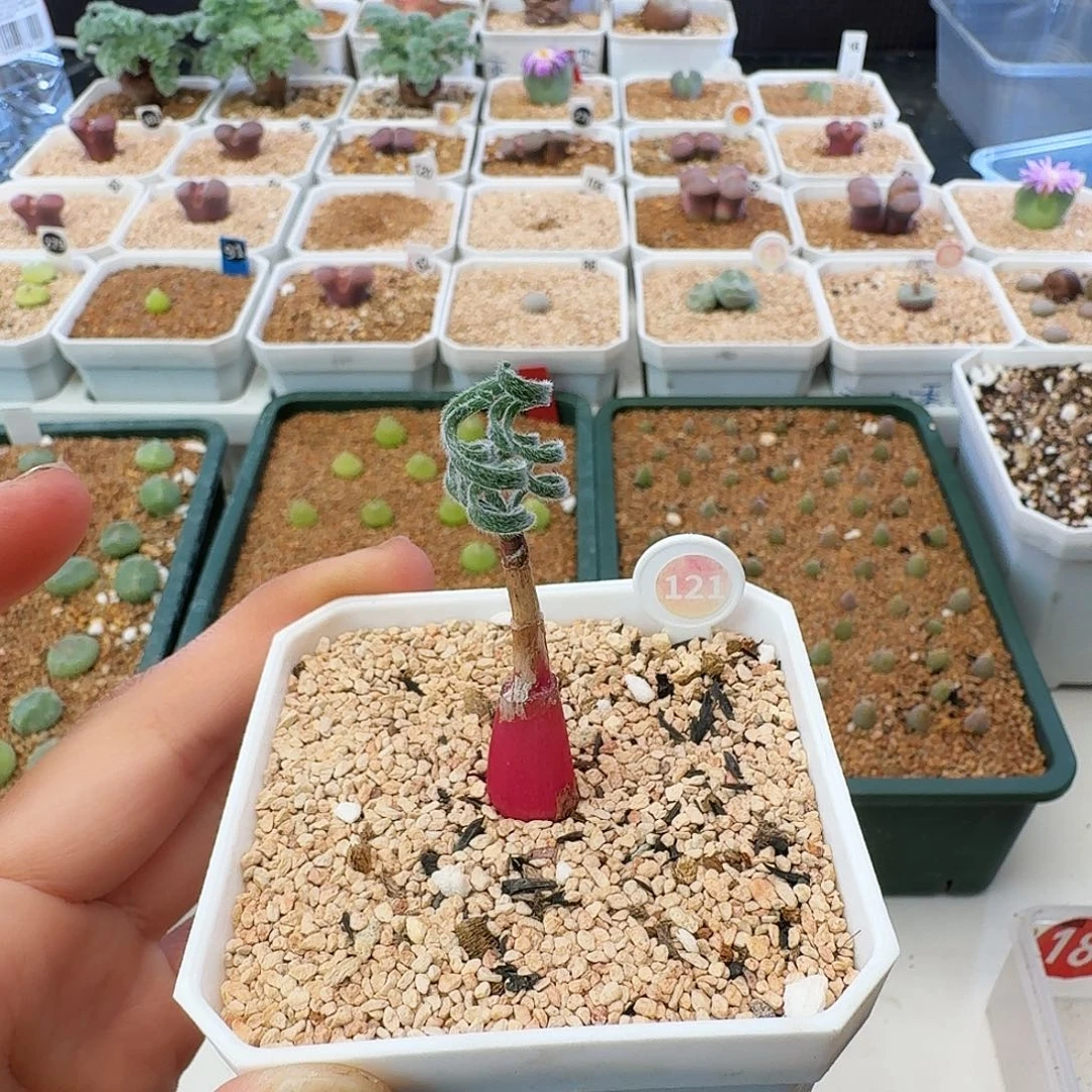 多肉植物福利风铃毛叶蚊香弹簧草136