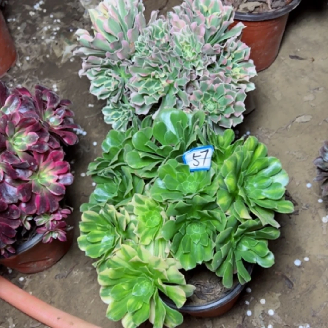 【闪购商品】断枝不包57