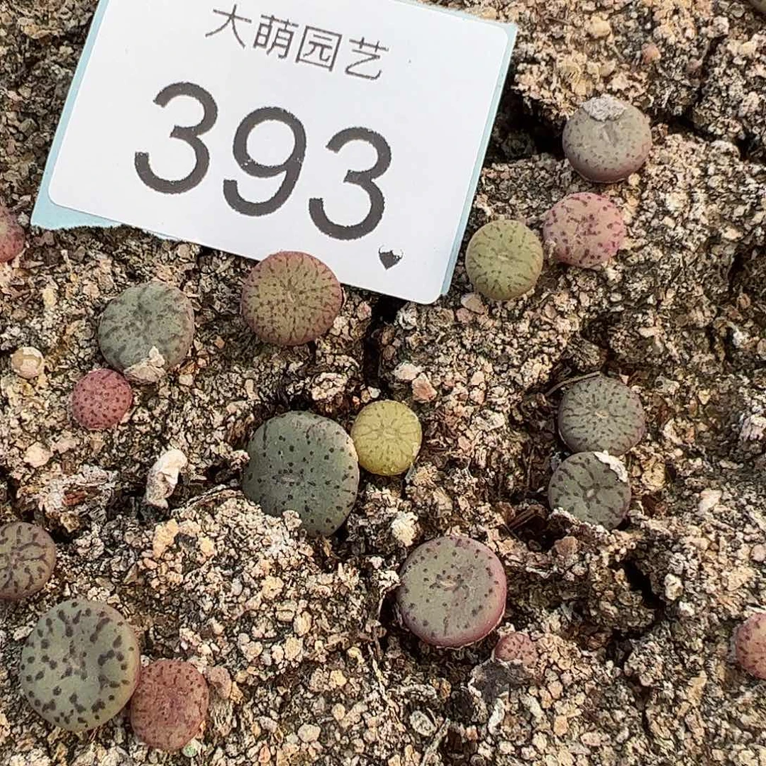 0000393量拍荷叶安贞5颗