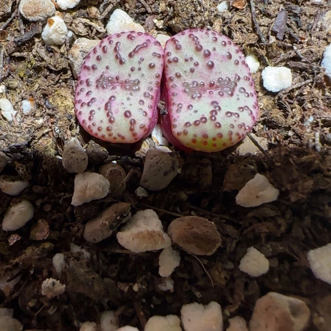 肉锥多肉植物组合-赤筋红椒1457