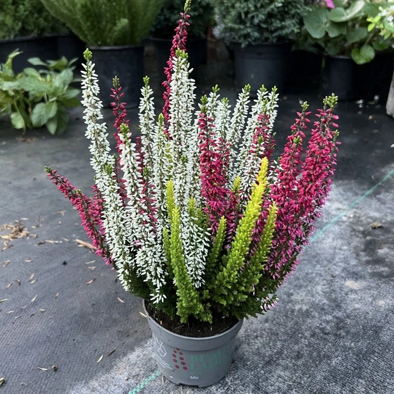四季欧石楠盆栽皇后石楠花耐寒耐热室内外庭院观花植物