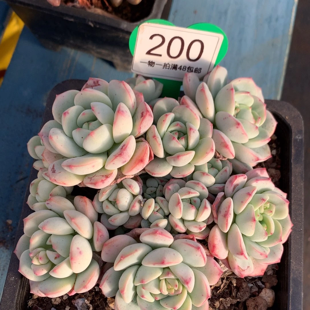 香草老桩无砍平头200